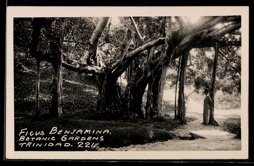 Postcard trinidad ficus - postcard, trinidad,