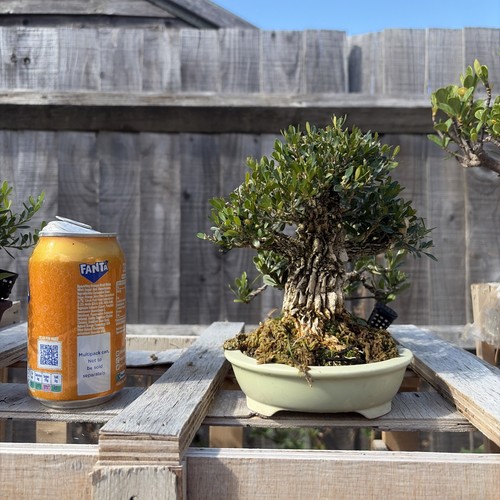 Boxwood bonsai tree - boxwood,