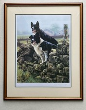 Steven Townsend Border Collies