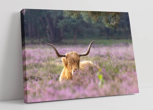 Highland cow field of - in,