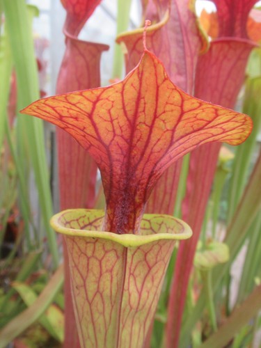 Sarracenia flava cuprea - sarracenia, v.