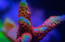🔥🌲Forest Fire branching Digitata Monti Montipora SPS Coral Frag Reef 🌲🔥