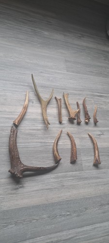 Joblots deer antlers - deer, pieces