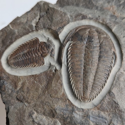 Three redlichia trilobite - redlichia,