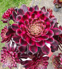 Aeonium Chanel Garnet White Pink Witch Green Witch Big Bang Meiji Rooted Plant