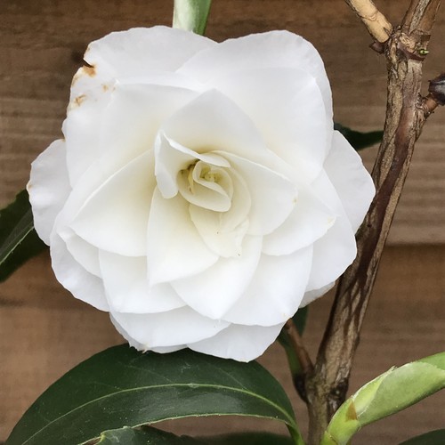 Camellia april snow pot - 2l, |