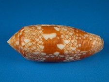 Conus auricomis, Great Dark Pattern, 48.4mm, Mozambique Shell