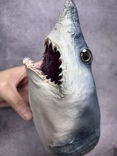 Rare Museum Quality Mako Shark