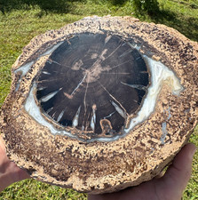 MASSIVE 21 LBS WYOMING BLUE FOREST PETRIFIED WOOD AGATE FOSSIL 9.5" POLISHED