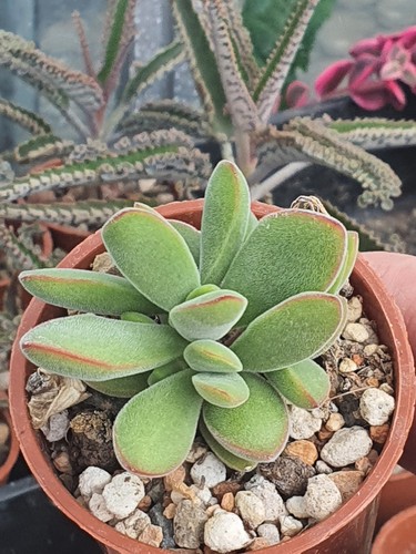 Crassula pubescens stretto - crassula, |