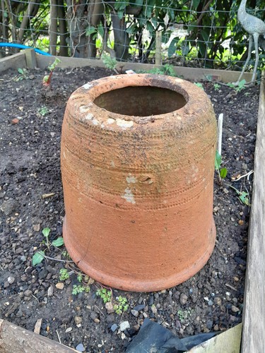 Vintage rhubarb kale forcer - rhubarb,