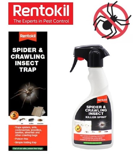 Rentokil spider crawling - spider, &