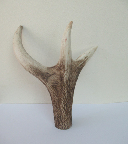 Scottish red deer stag antler - scottish,