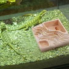 Resin Reptile Tank Feeding Basin for Feeding Bowl Feeding Bowl