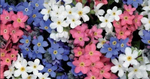 Forget not myosotis - me,
