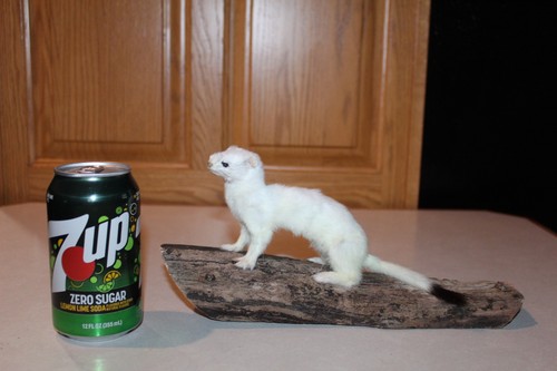 New taxidermy weasel mink - taxidermy,