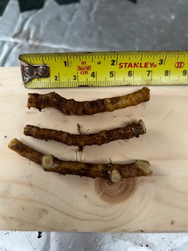 Tetrapanax papyrifer rice