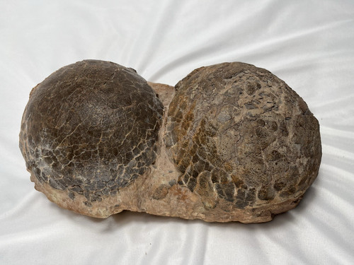 Hadrosaur dinosaur eggs pair - dinosaur,