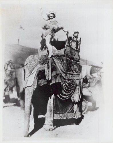 Showgirl howdah elephant - showgirl,