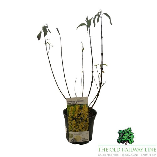 Forsythia intermedia - forsythia, ×