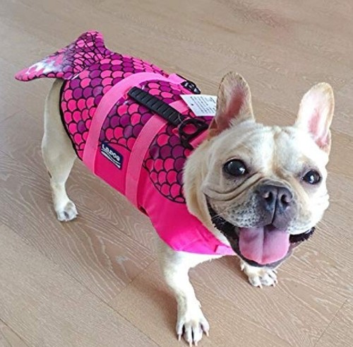 Size hifrenchies dog life - dog,