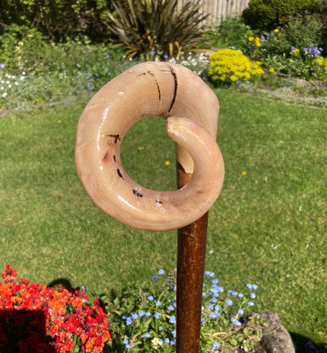 Lovely rams horn curly crook - curly,