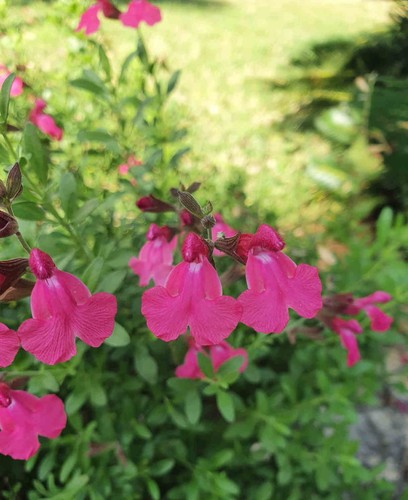Salvia naturally fuchsia - ,