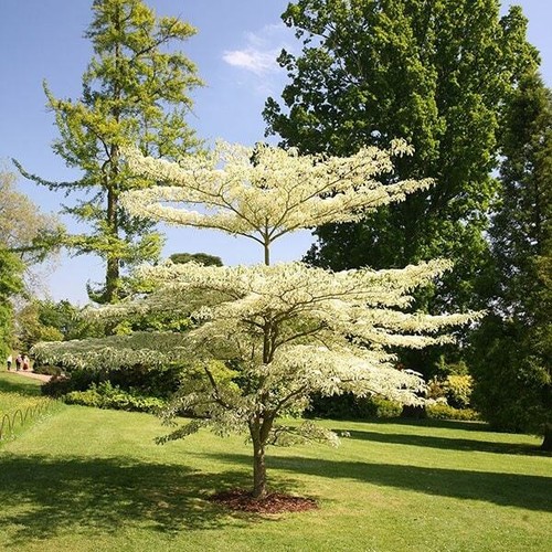 Cornus controversa variegata - cornus,