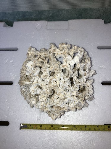 Cb1 stunning coral reef bone - cb1,