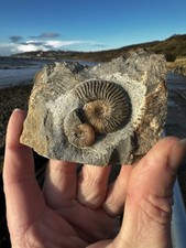 Ludwigia sp  Ammonite, Isle of
