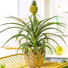 1 x Gorgeous Ananas comosus Amigo | Evergreen Pineapple Plant | 35-45cm Potted