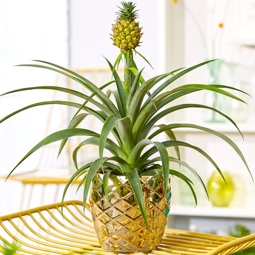 Gorgeous ananas comosus - 1,