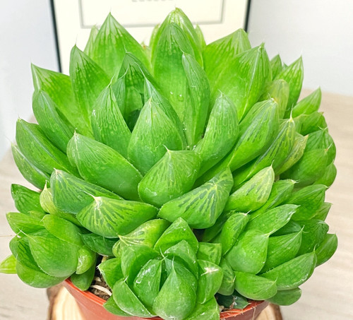 Haworthia cooperii large - haworthia, cooperii,