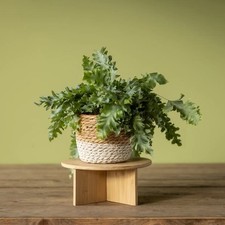 Brand New Medium Wooden Bamboo