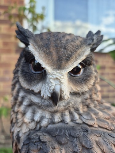 Long eared owl realistic - eared,