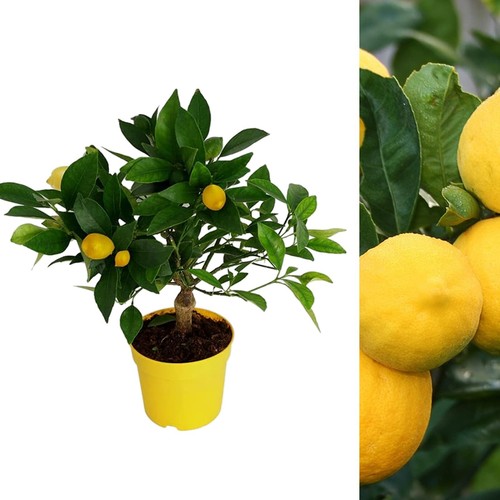Citrus lemon tree - lemon, 12cm