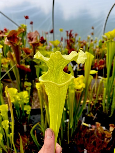 Sarracenia moorei antho free - moorei,