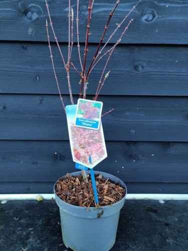 Acer palmatum shaina - palmatum, 'shaina'