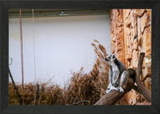 Ring-tailed Lemur on Branch