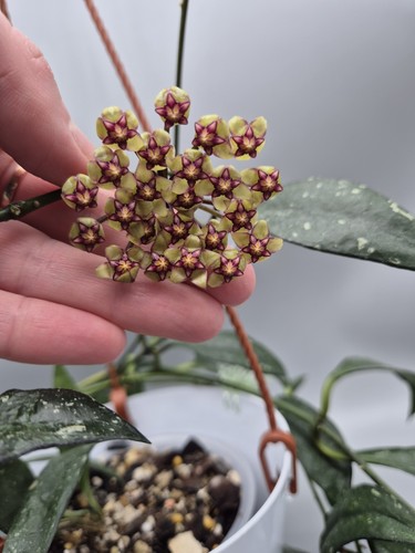 Rare hoya 003 dark - hoya, rp