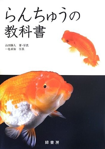 Textbook ranchu goldfish - ranchu,