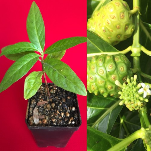 Noni indian beach mulberry - indian,