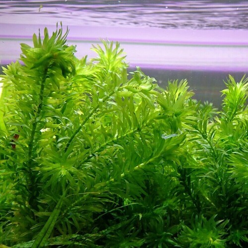 Elodea densa 500 - 5-500, oxygenating