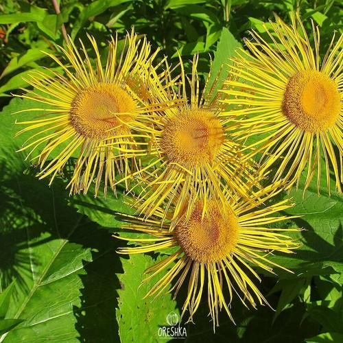 Elecampane 50 - elecampane,