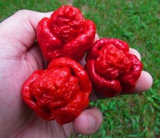 TRINIDAD MORUGA SCORPION, 25