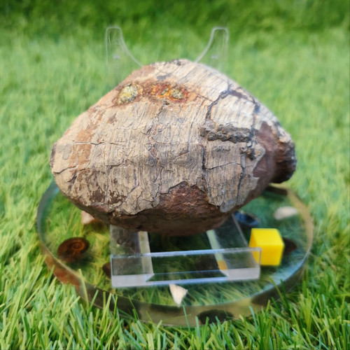 Large jurassic bivalve shell - jurassic,