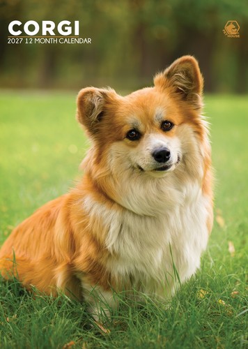 Corgi dog 2027 - dog,
