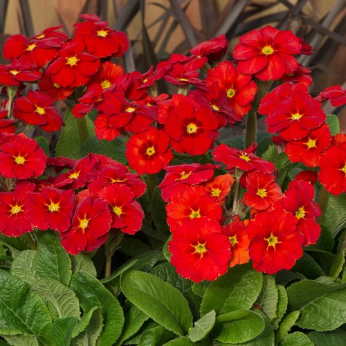 Polyanthus stella scarlet - polyanthus,