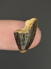 Tyrannosaur Dinosaur Tooth Tip