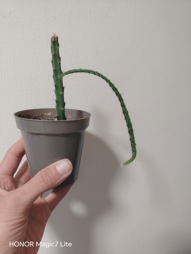 Rare aporocactus melanie - aporocactus, 'melanie'